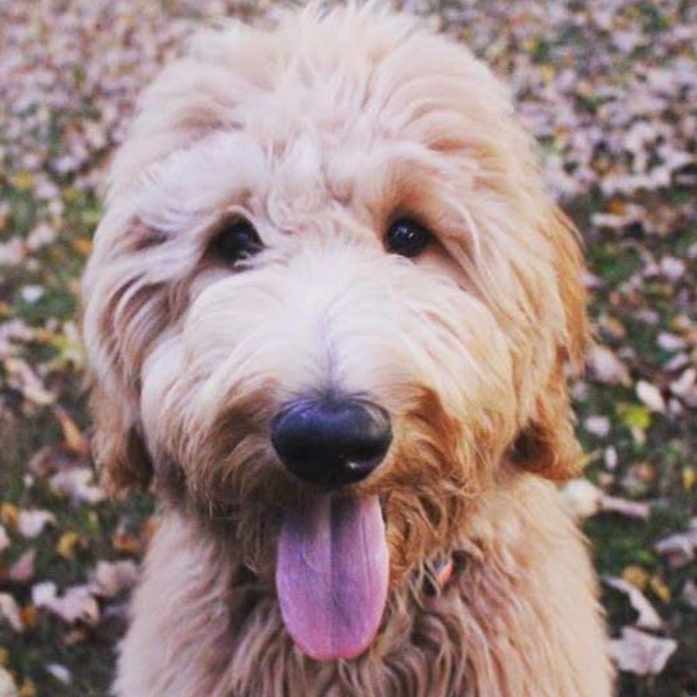 Meet your Posher, Chase